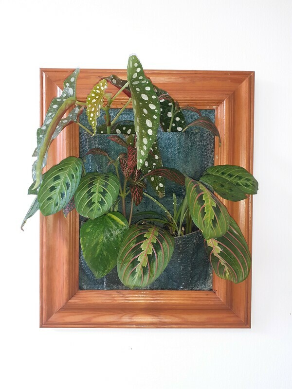 Living Frame with Houseplants - Begonia and Calathea Living Frame with Houseplants - Begonia and Calathea