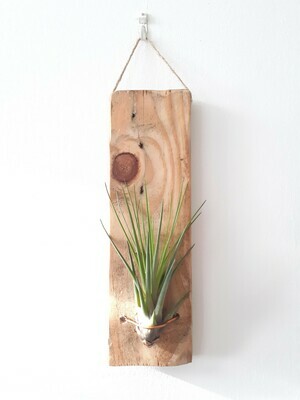 Wooden support for airplants