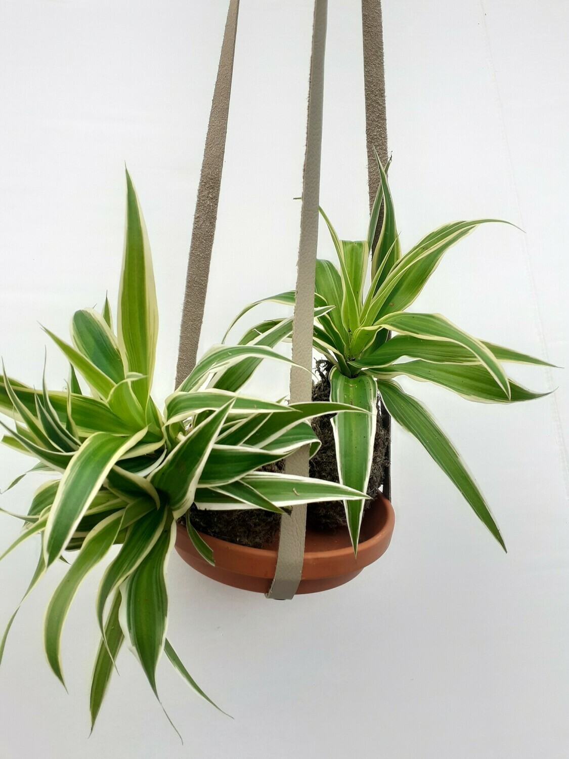 Medium Leather Plant Holder