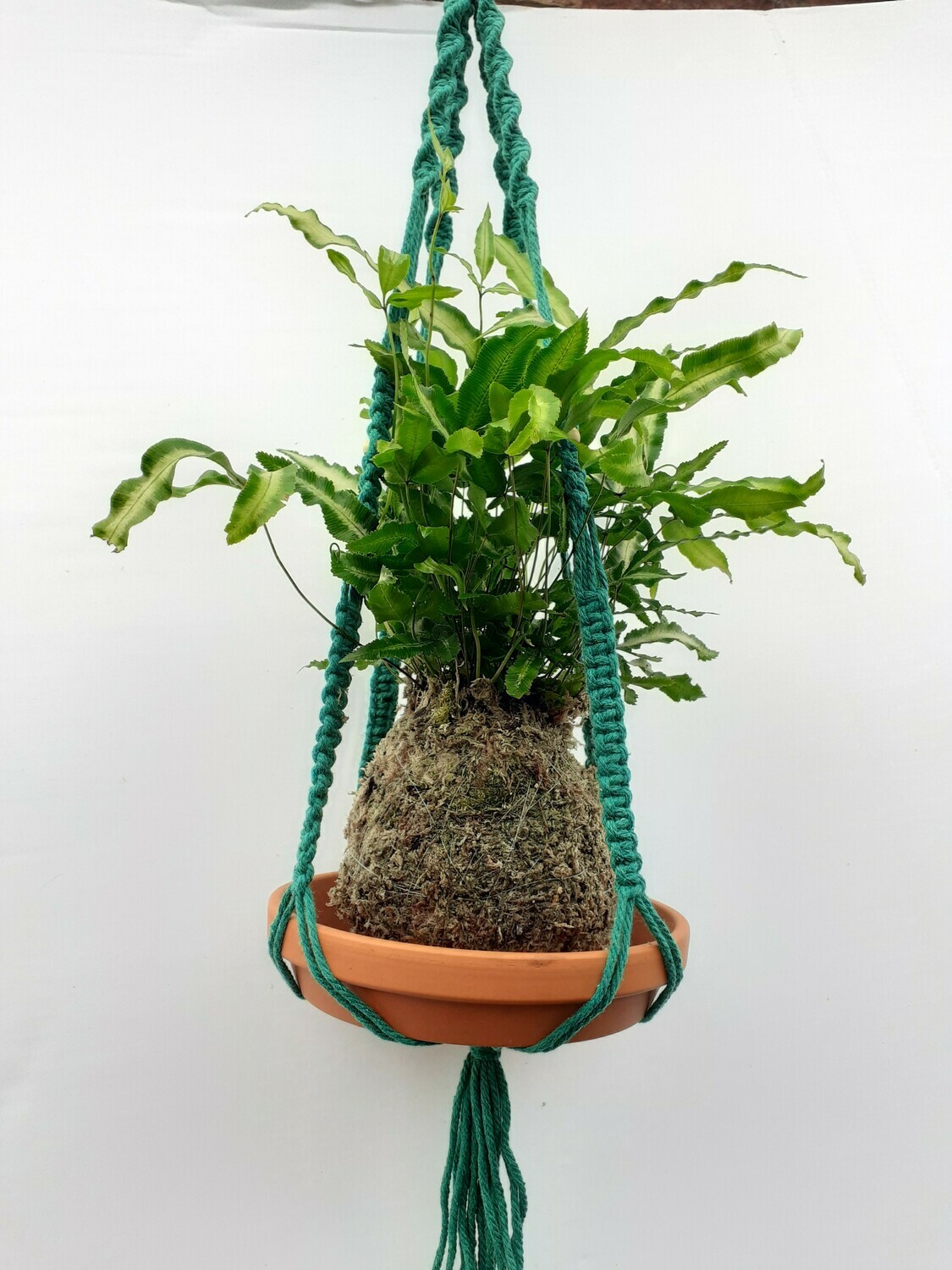 Pteris Fern Kokedama