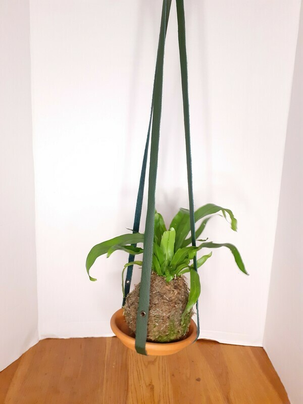Large Leather Plant Holder