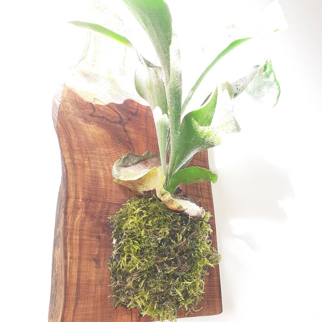 Mounted Fern on moss