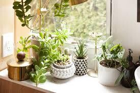 Indoor Gardening 101 Workshop - Jan 2025