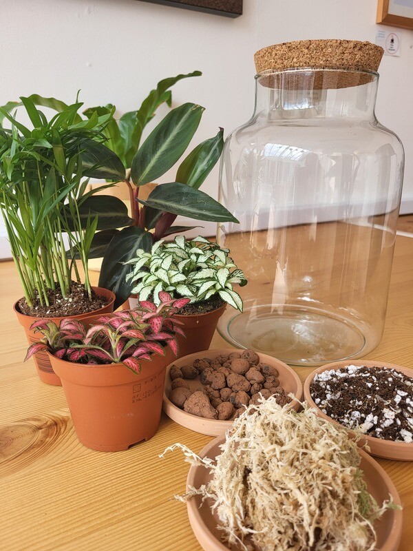 Tropical Terrarium Workshop / February Saturday 22nd 2025 / Worcester