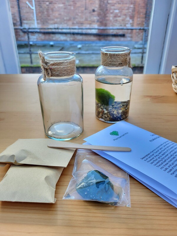 Marimo Moss Ball DIY Kit