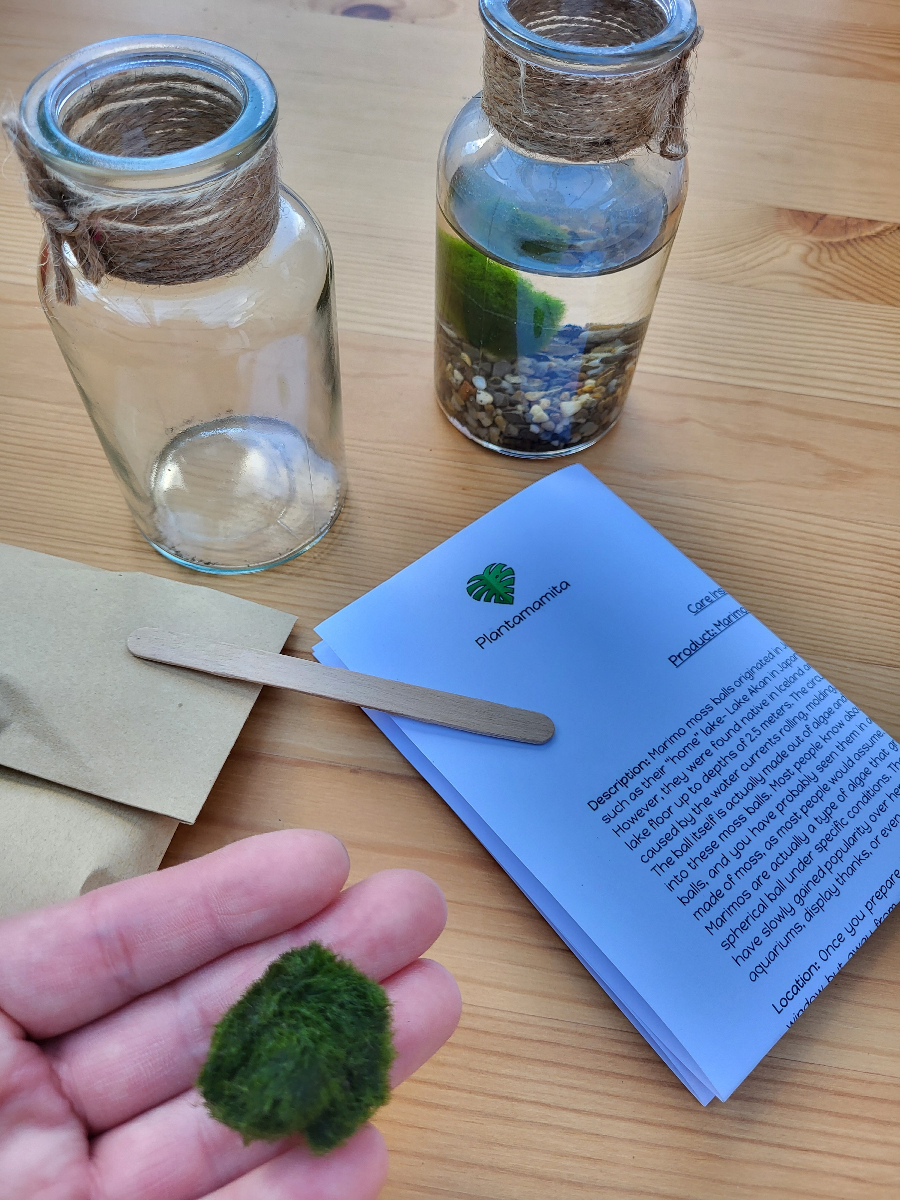 Marimo Moss Ball DIY Kit