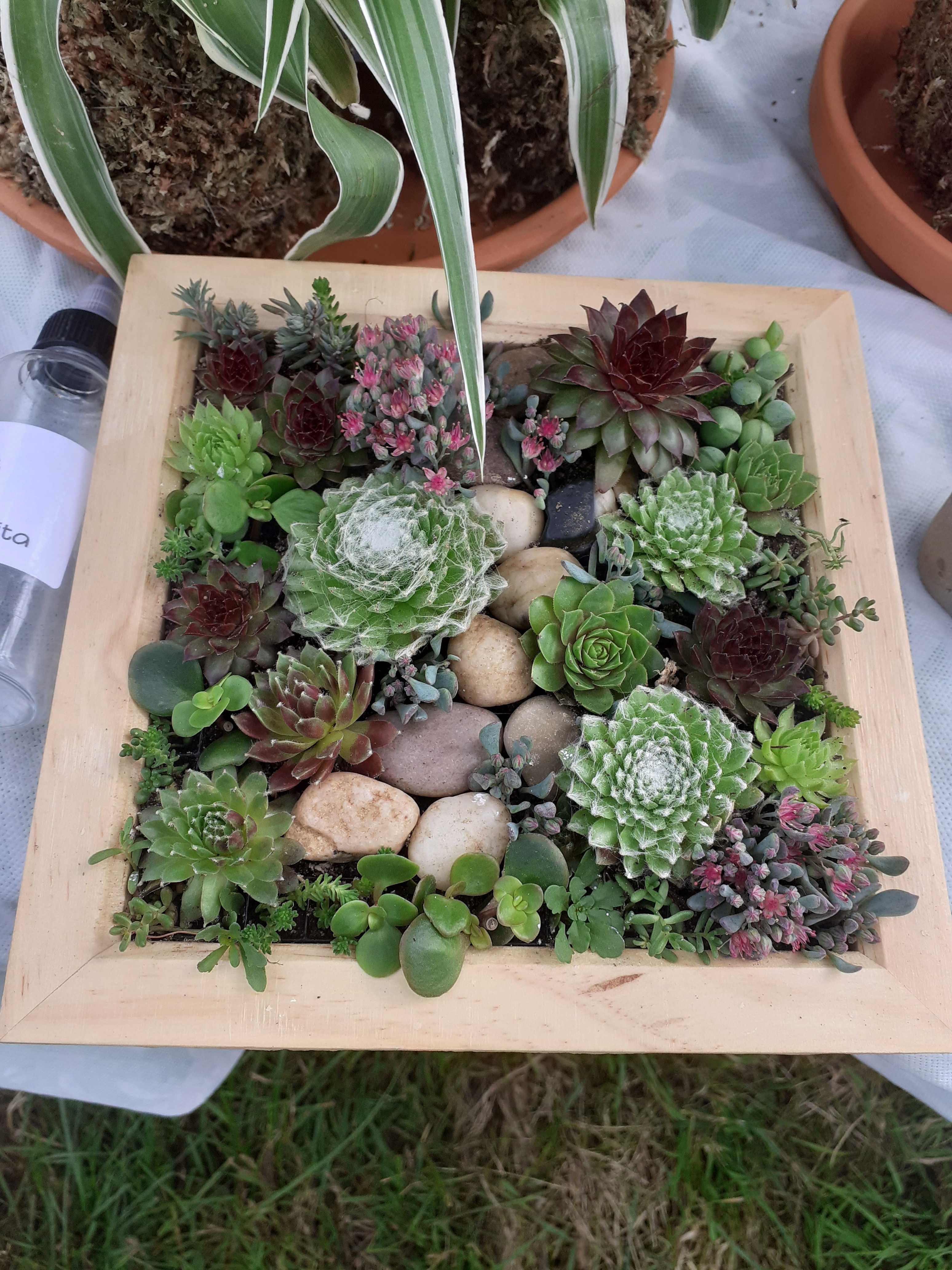 Living frame with Succulents - Medium 2