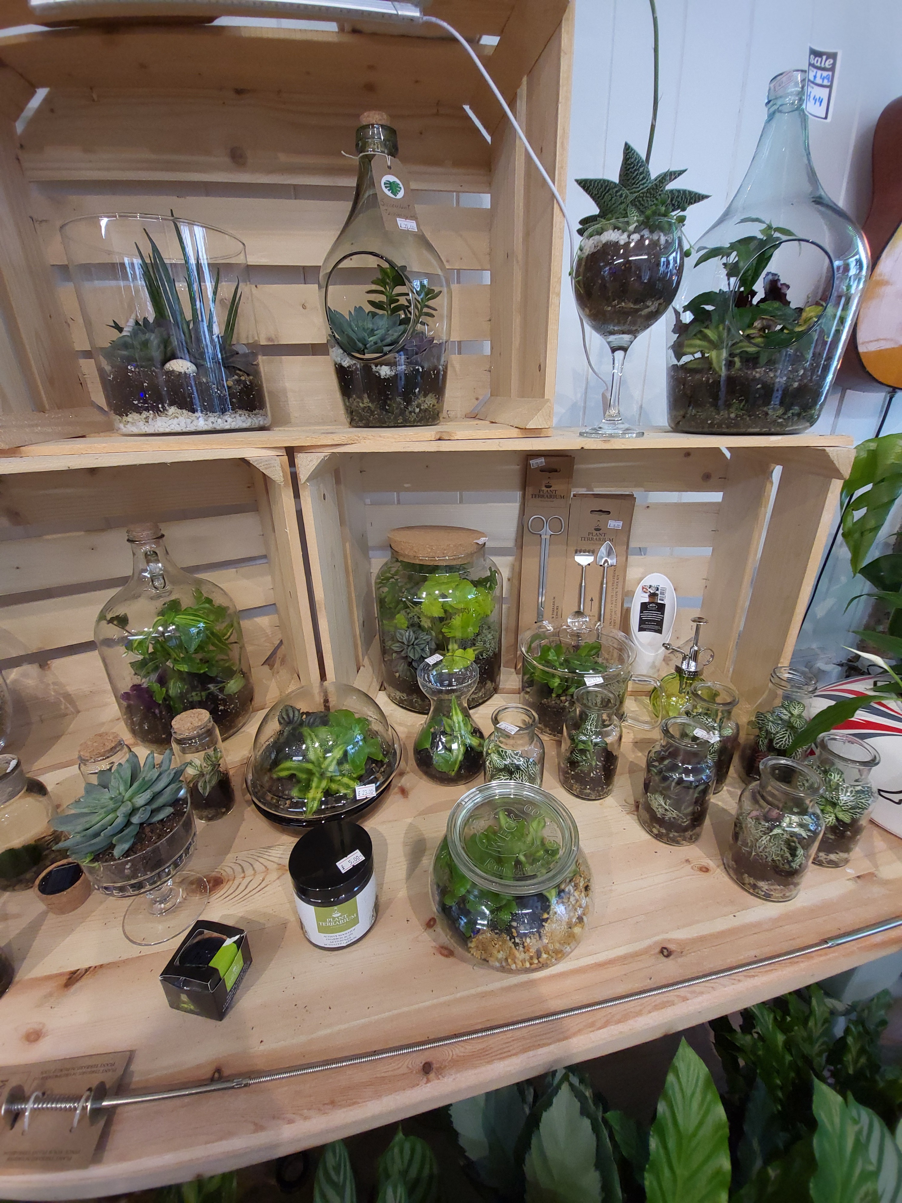 Tropical Terrarium Workshop / October Sunday 26th 2025 / Worcester