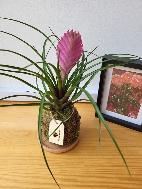 Kokedama / Flowery looking  houseplant