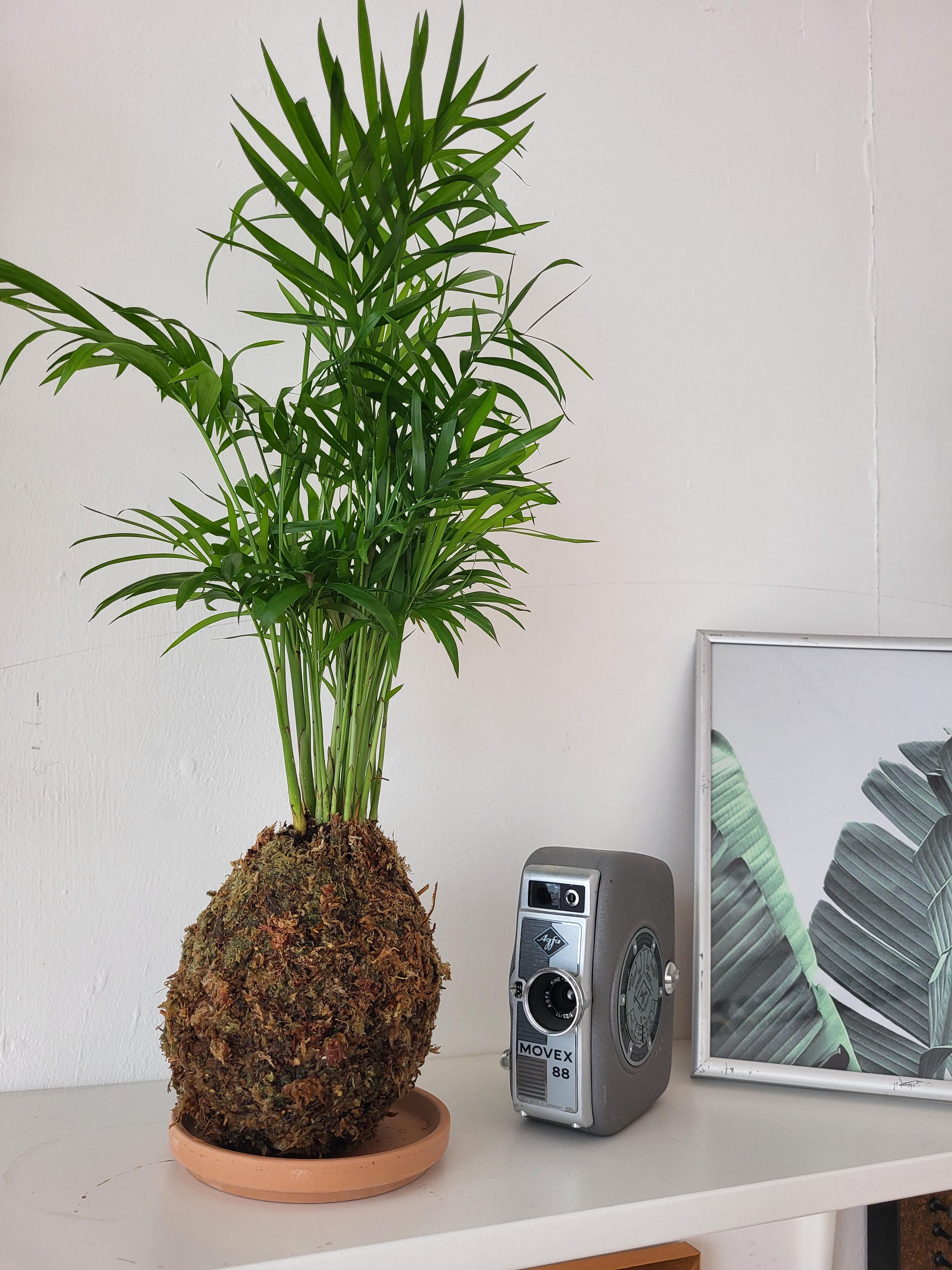 Kokedama / Palm looking  houseplant