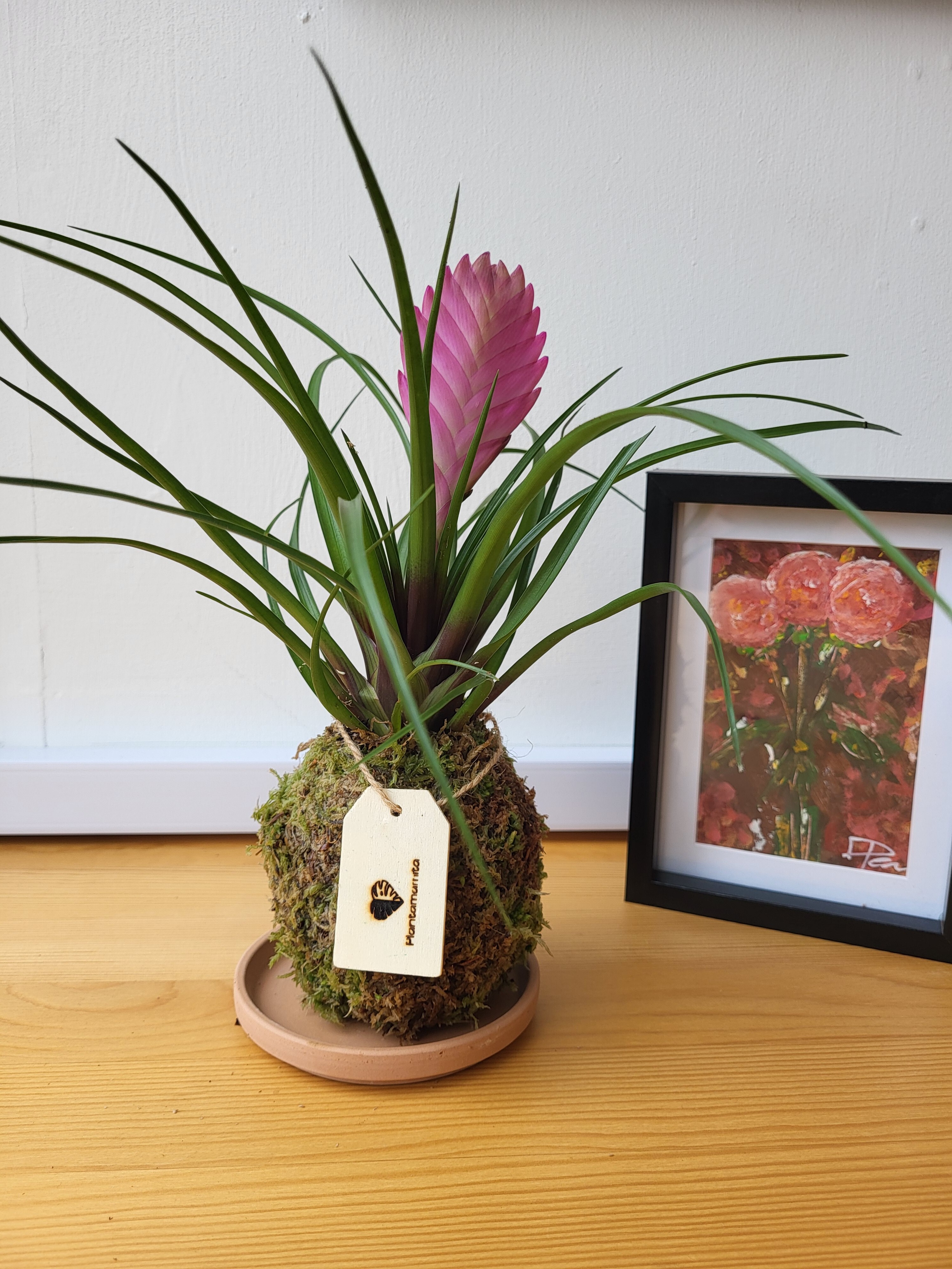 Kokedama / Flowery looking  houseplant