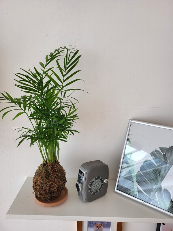Kokedama / Palm looking  houseplant