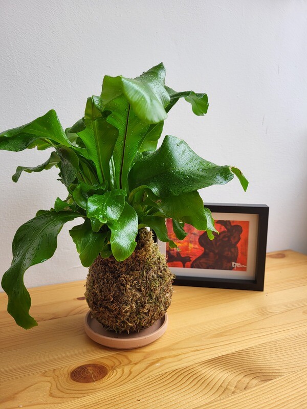 Kokedama / Leafy looking  houseplant
