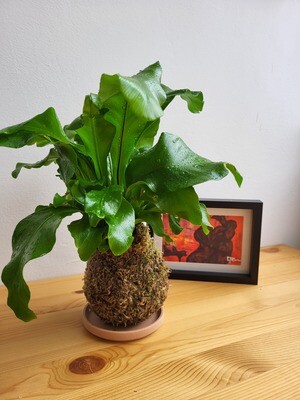Kokedama / Leafy looking houseplant