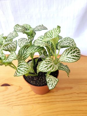Mixed Fittonias / Terrarium plants