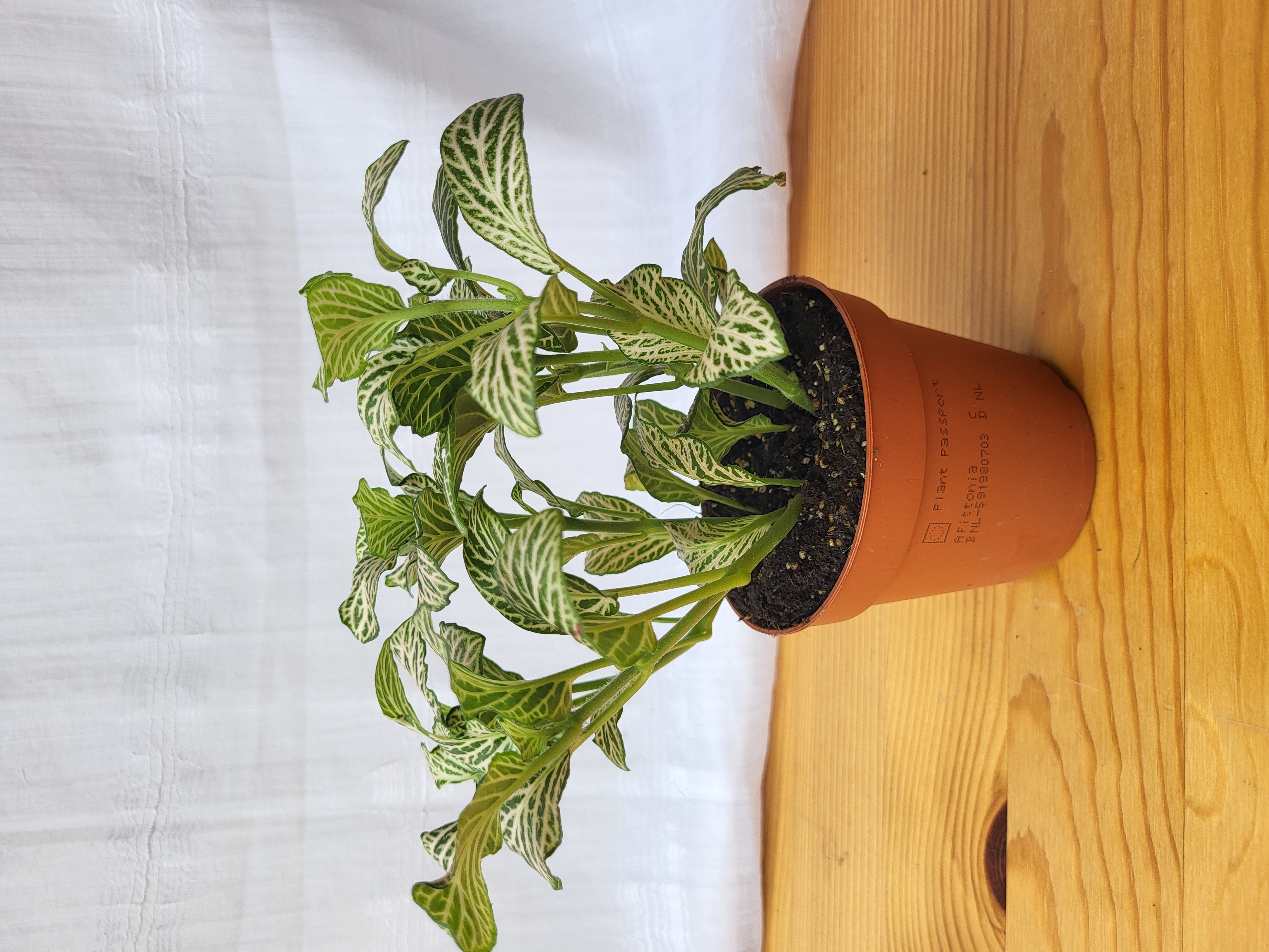 Mixed Fittonias / Terrarium plants