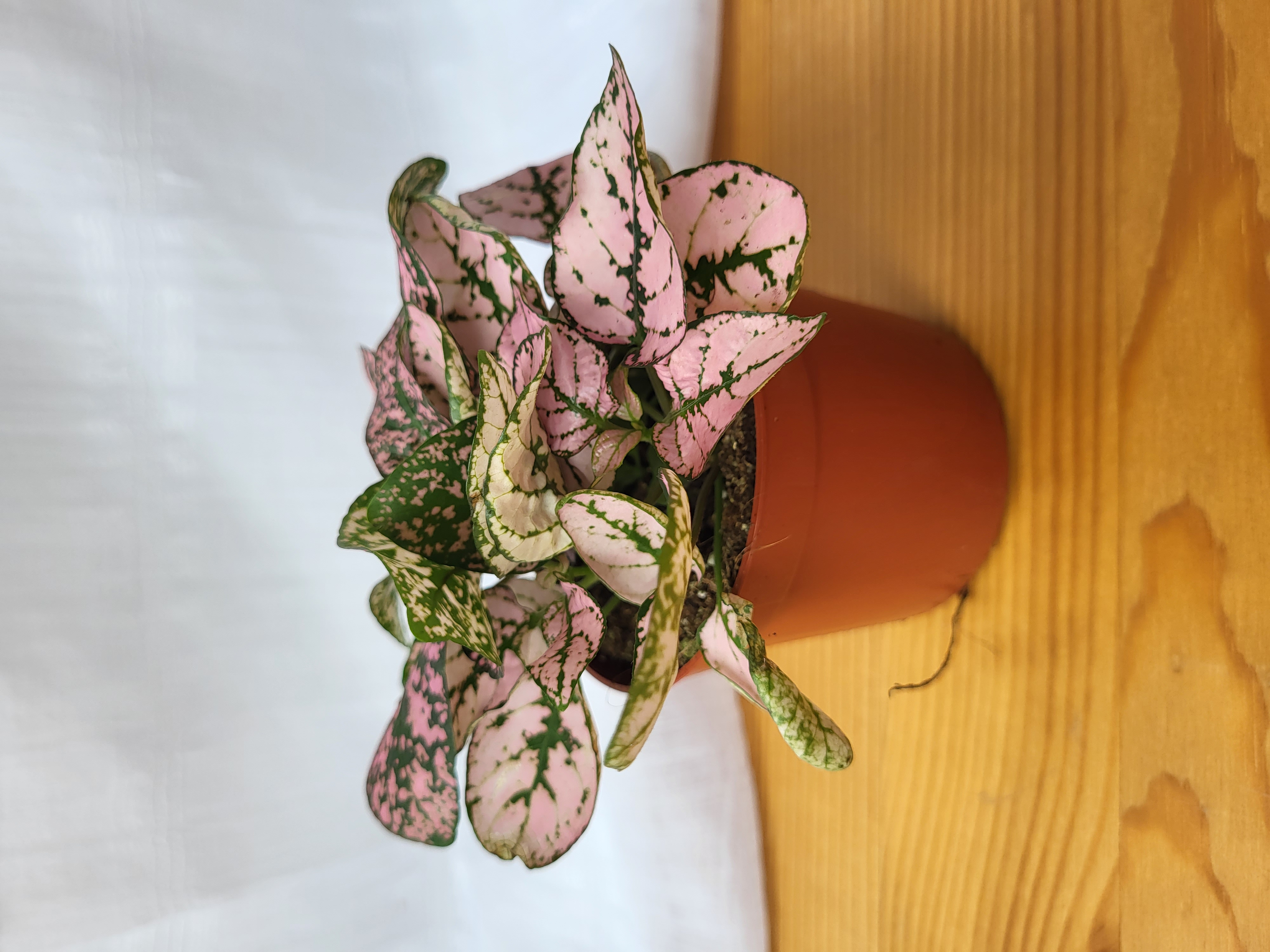 Mixed Hypoestes / Terrarium plants