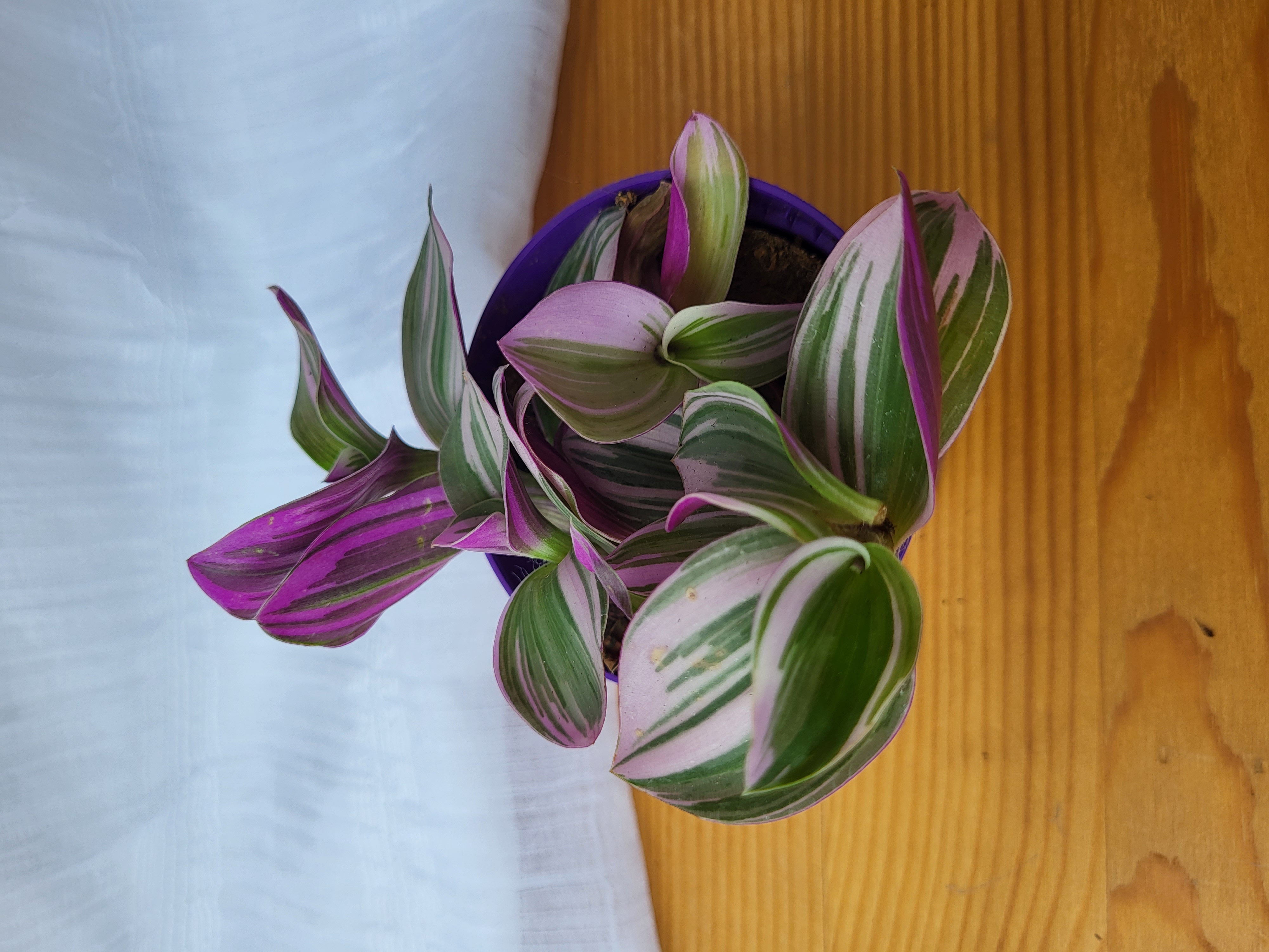 Tradescantia Nanouk / Terrarium plants