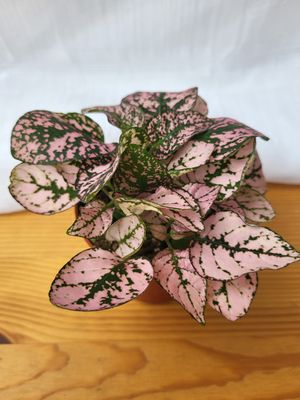 Mixed Hypoestes / Terrarium plants
