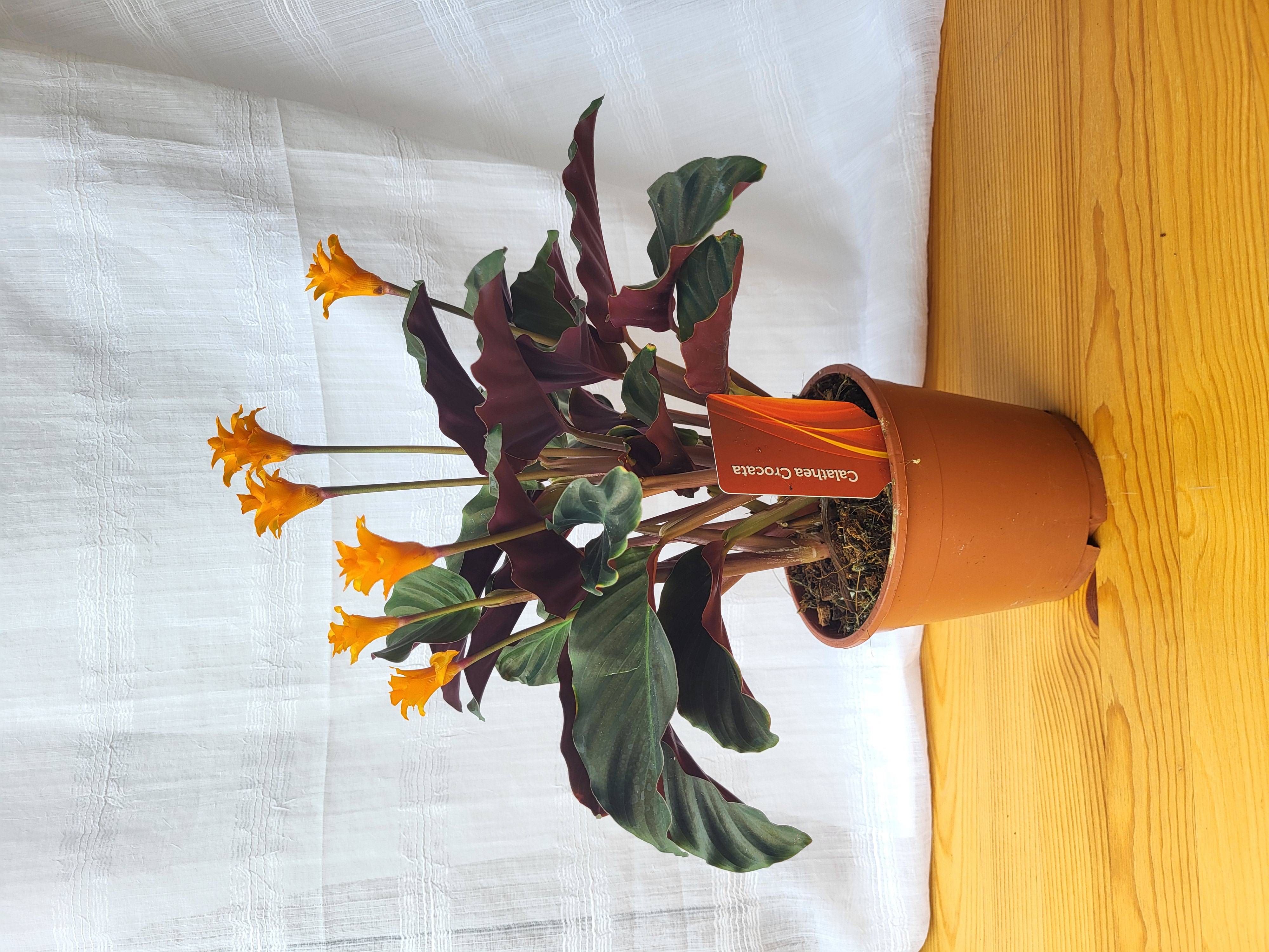 Calathea crocata Tassmania / Indoor plant / Houseplants