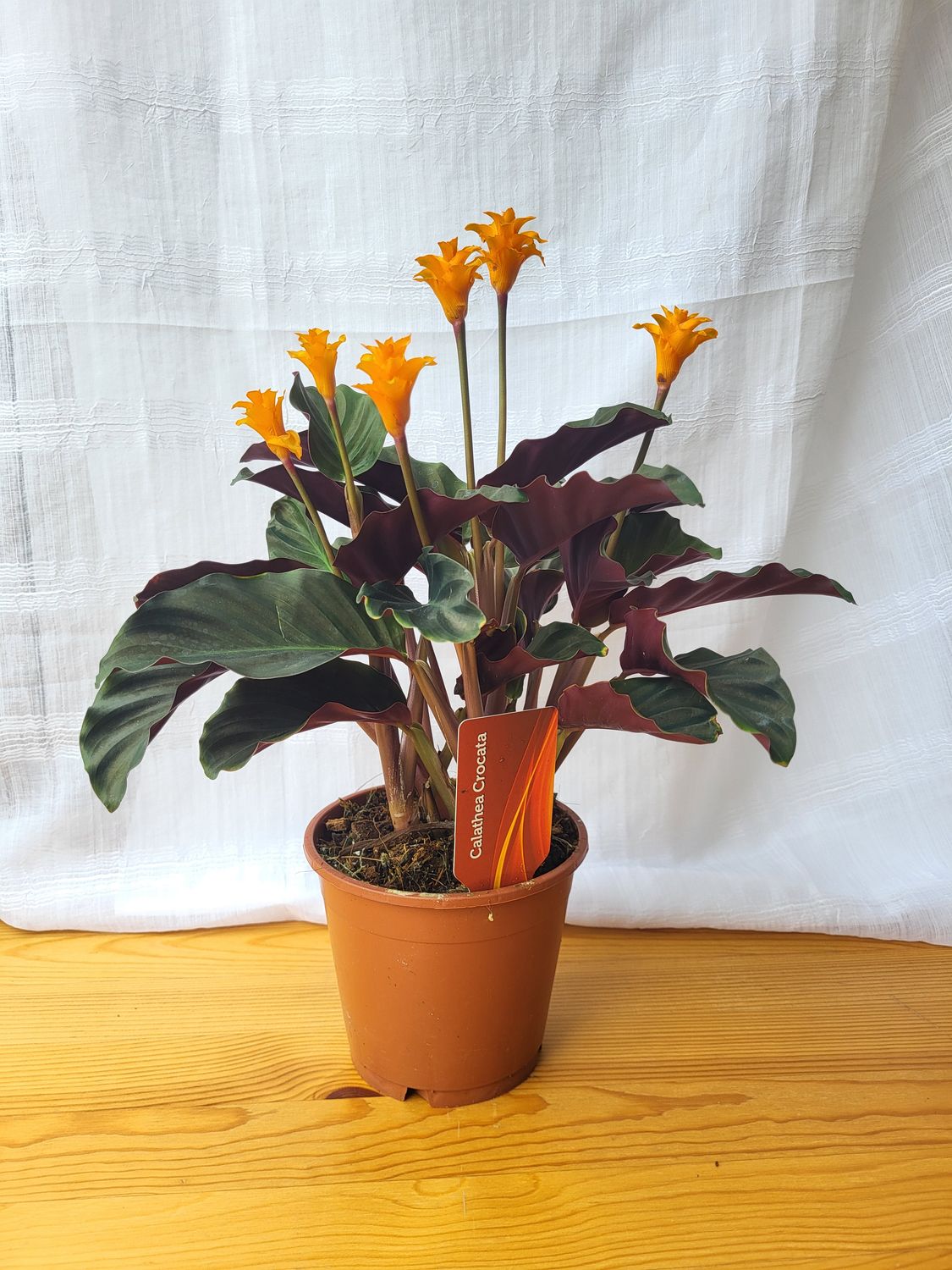 calathea queen maui Calathea 'Maui Queen' – In Succulent Love main image 0
