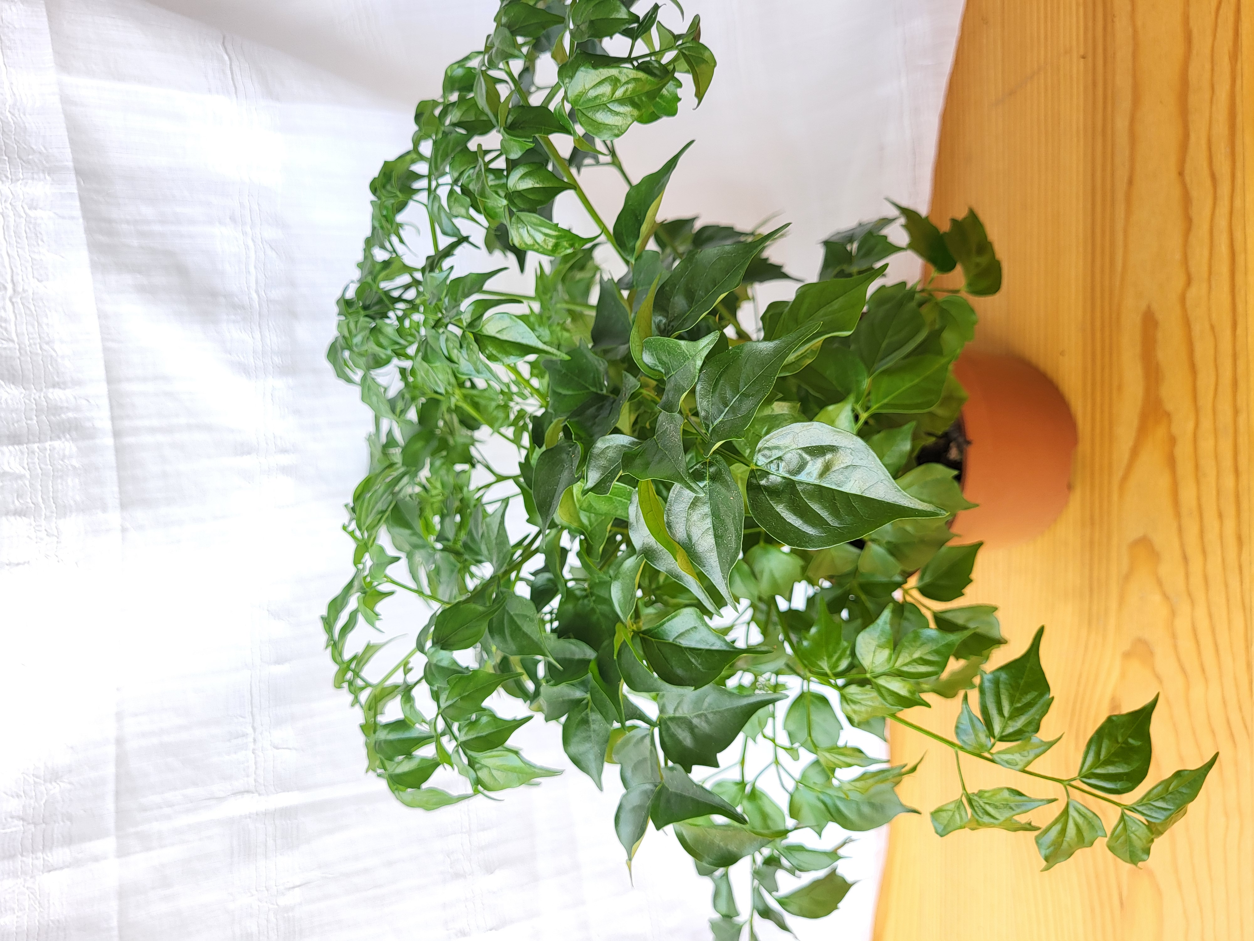 Rademachera / China doll plant / Indoor plant / Houseplant