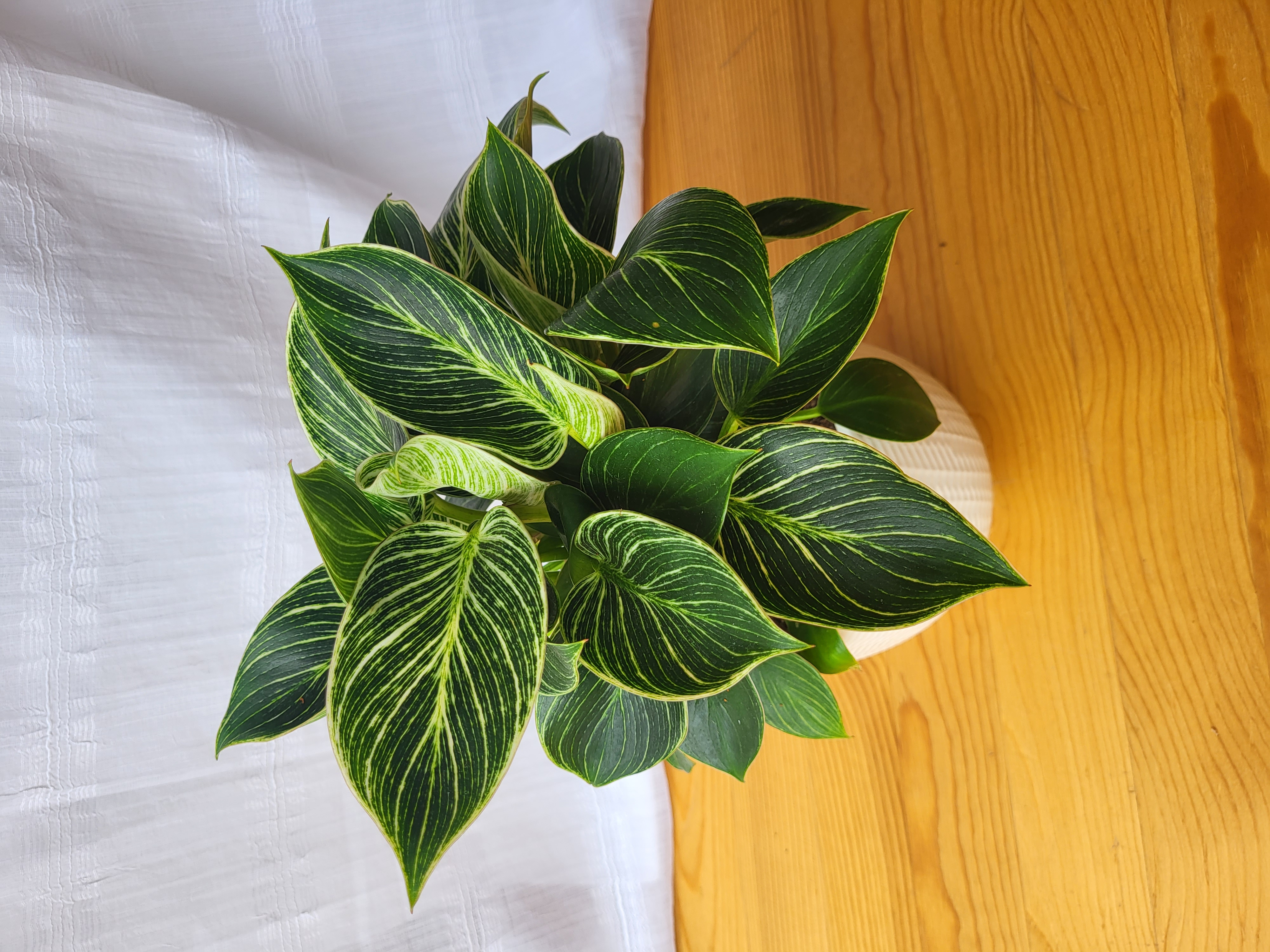 Philodendron  Birkin in white pot / Indoor plant / Houseplant