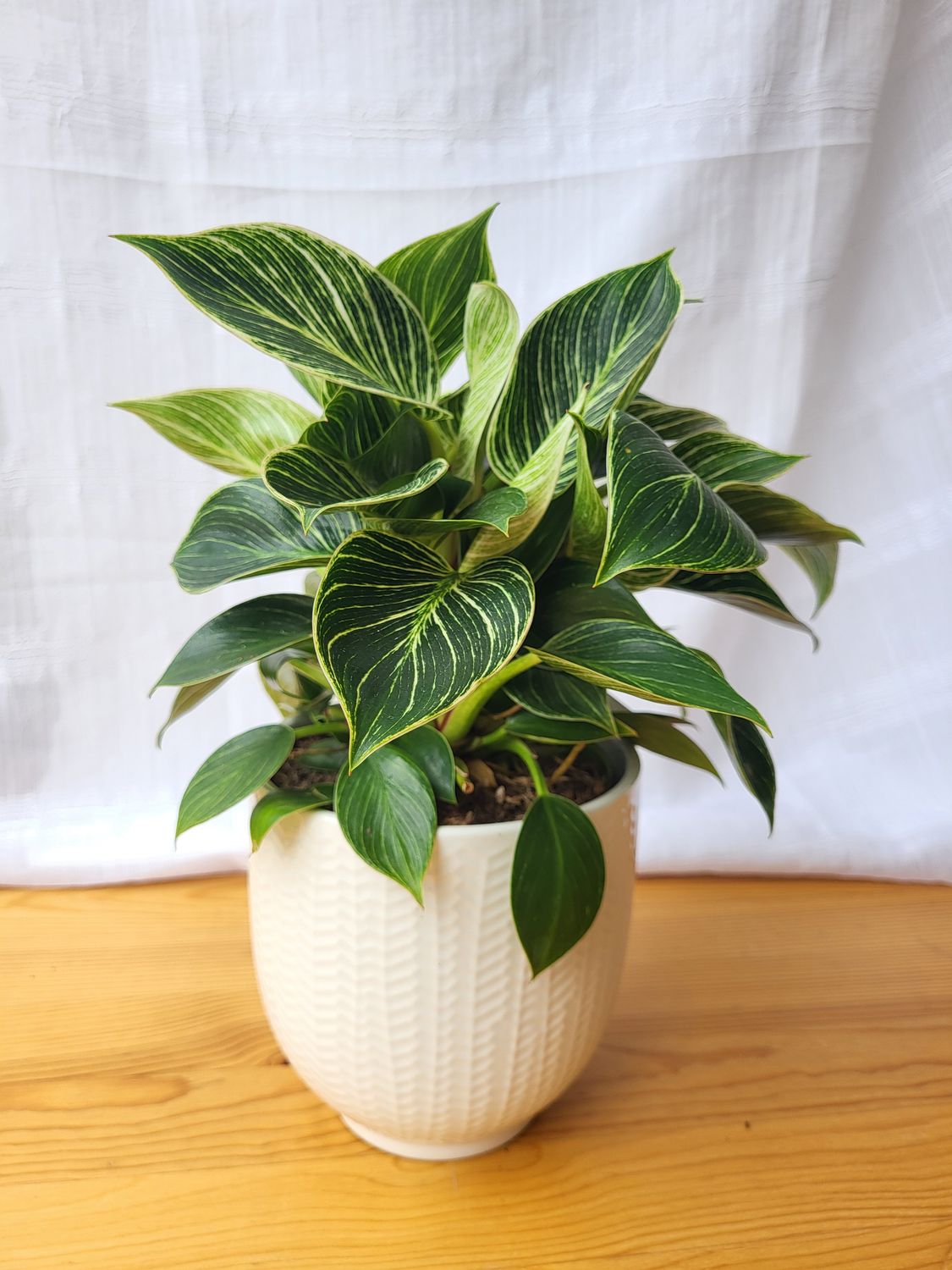 Philodendron  Birkin in white pot / Indoor plant / Houseplant