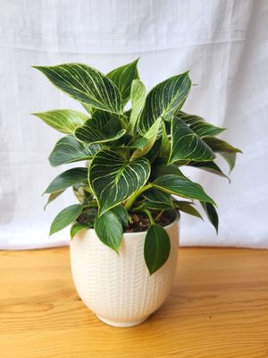 Philodendron  Birkin in white pot / Indoor plant / Houseplant