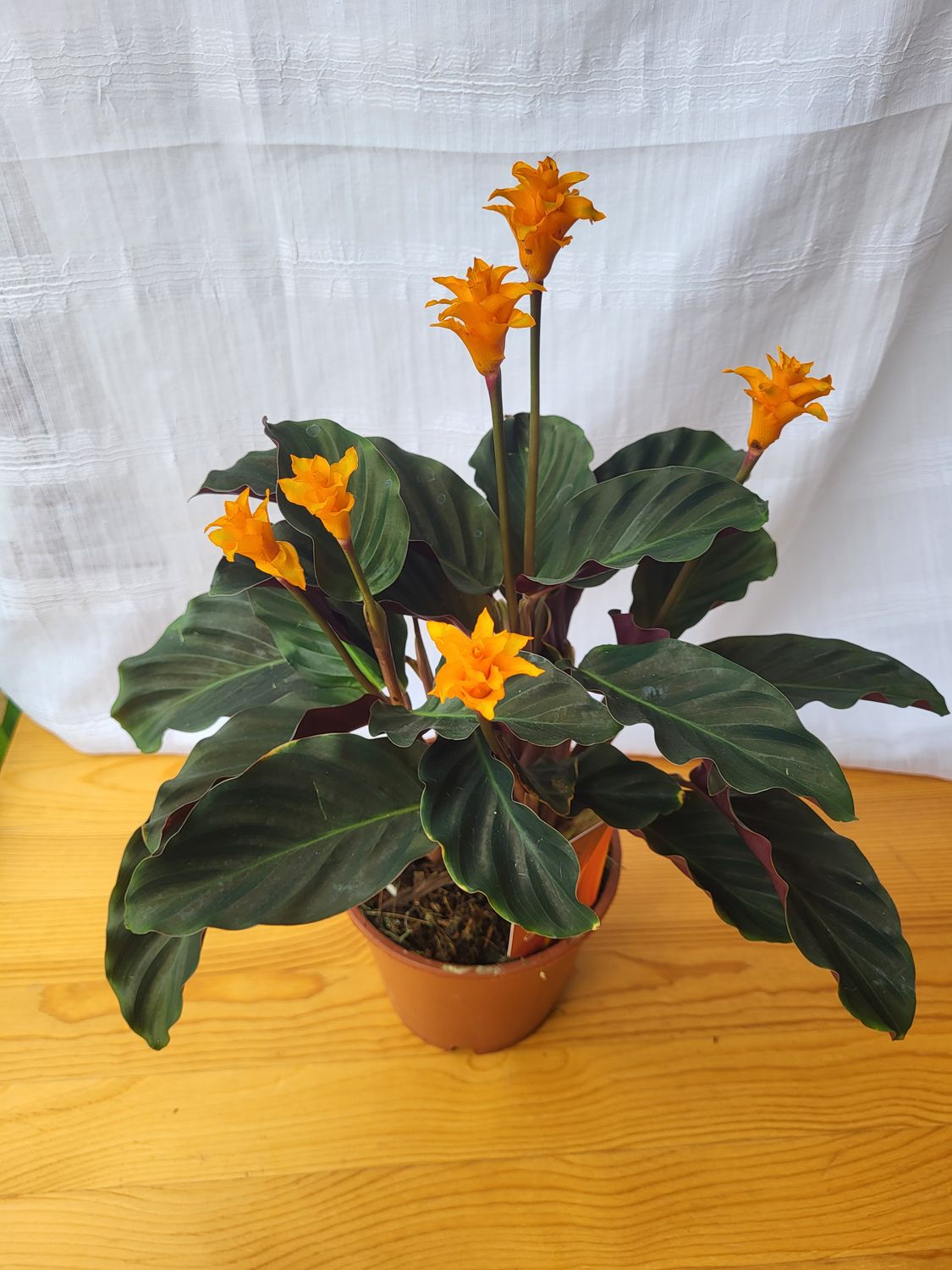 Calathea crocata Tassmania / Indoor plant / Houseplants