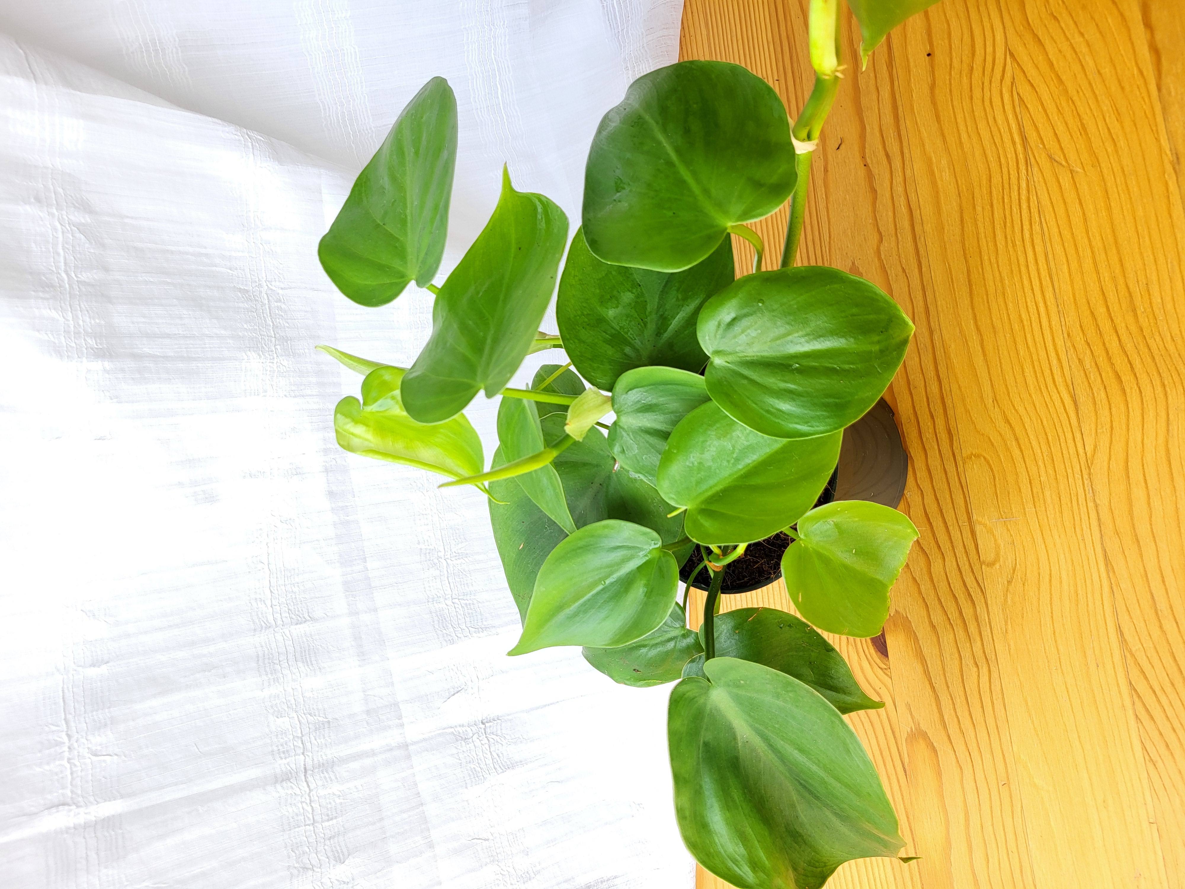 Philodendron scandens / Indoor plant / Houseplant