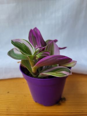 Tradescantia Nanouk / Terrarium plants
