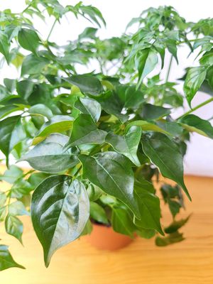 Rademachera / China doll plant / Indoor plant / Houseplant