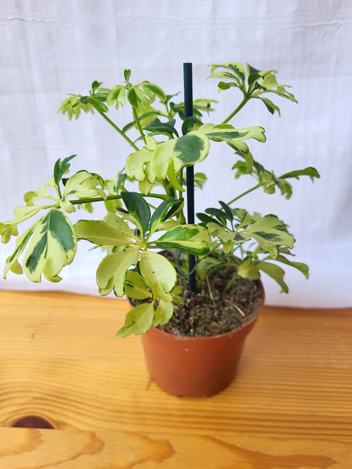 Schefflera dwarf variegated / Indoor plant / Houseplant / Umbrella plant