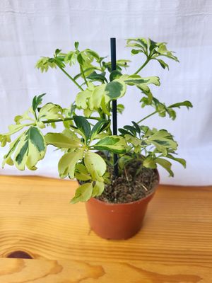 Schefflera dwarf variegated / Indoor plant / Houseplant / Umbrella plant