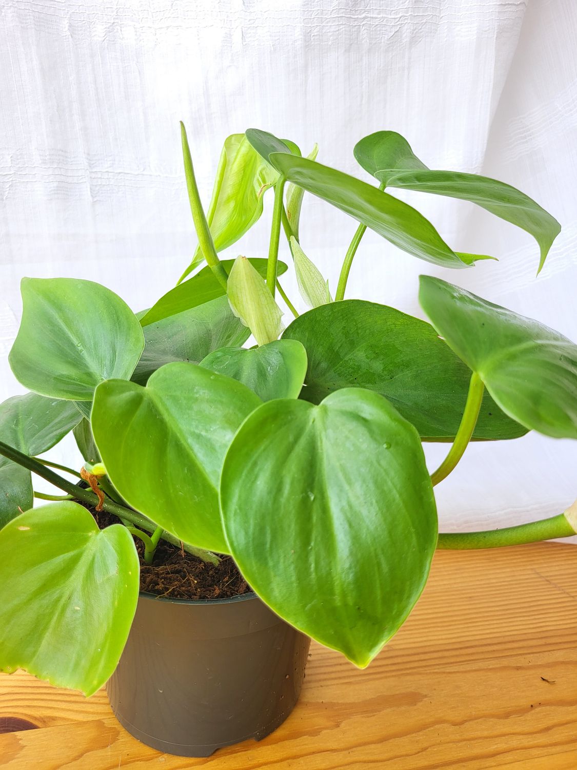 Philodendron scandens / Indoor plant / Houseplant