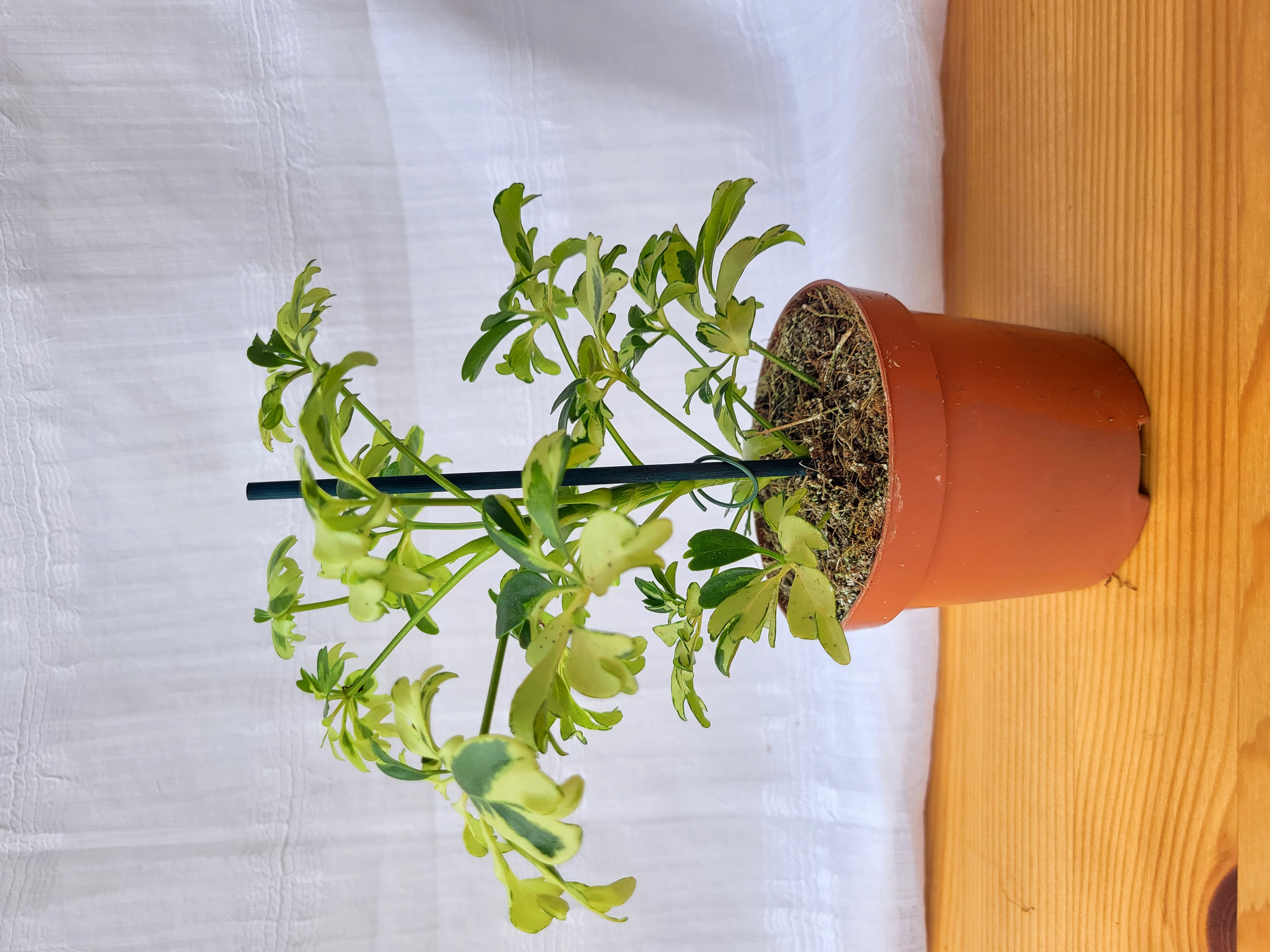 Schefflera dwarf variegated / Indoor plant / Houseplant / Umbrella plant