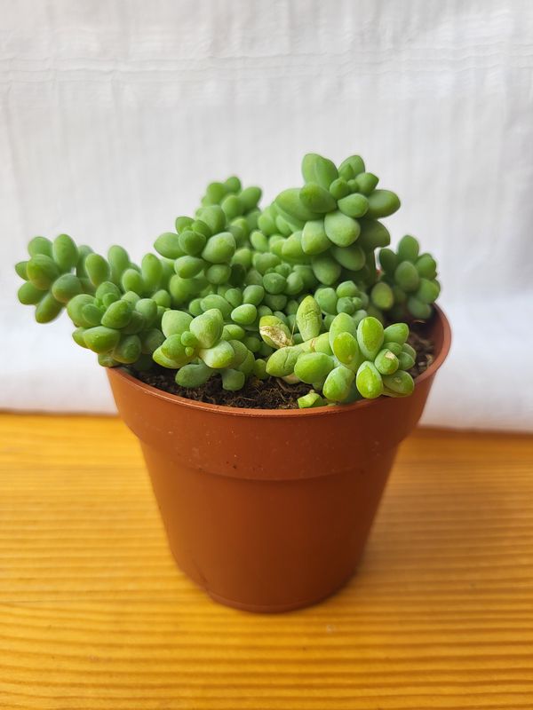 Sedum burrito / Indoor plant / Houseplant