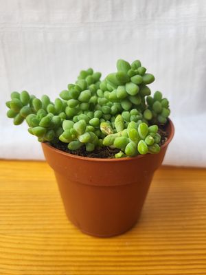 Sedum burrito / Indoor plant / Houseplant