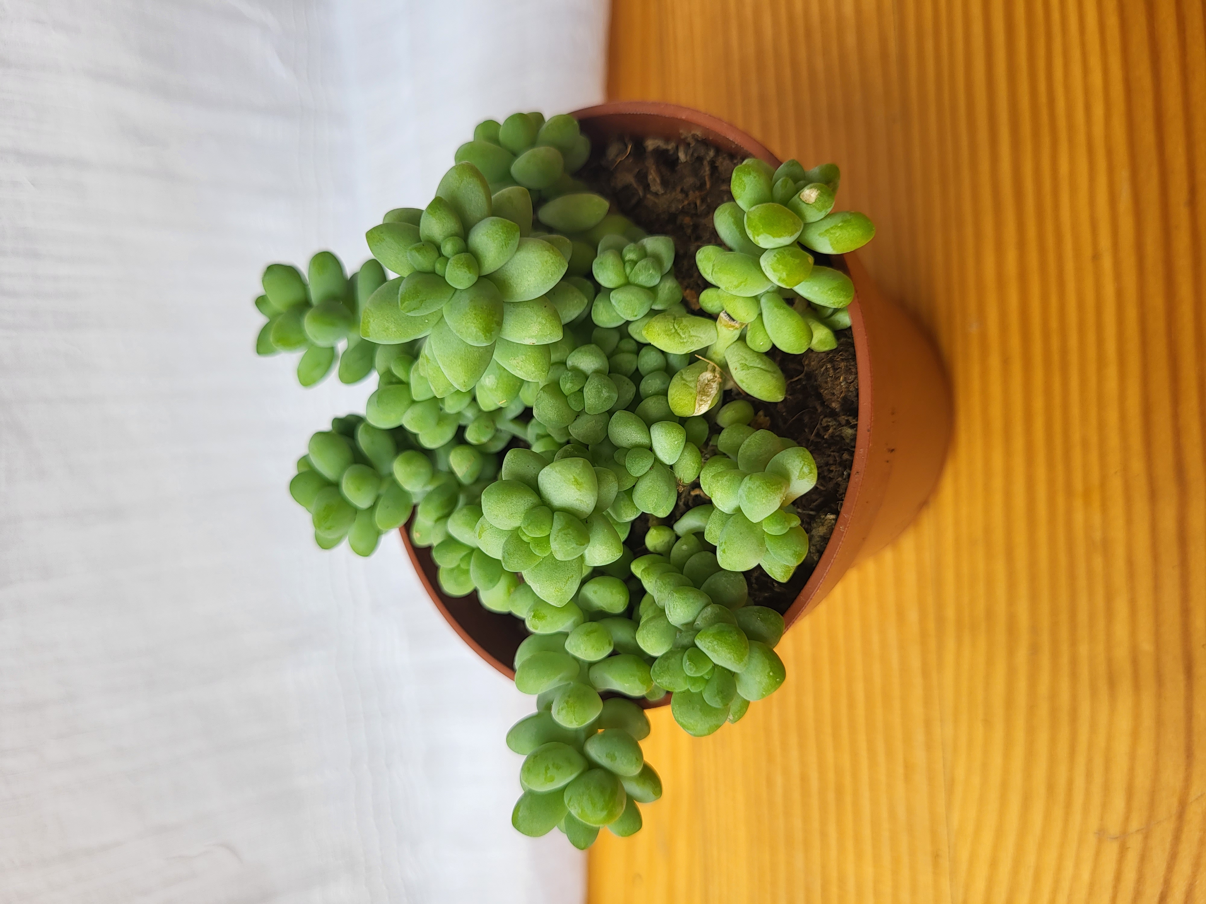 Sedum burrito / Indoor plant / Houseplant