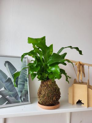 Kokedamas