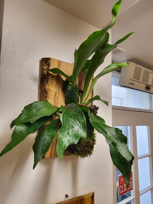 Mounted Plants