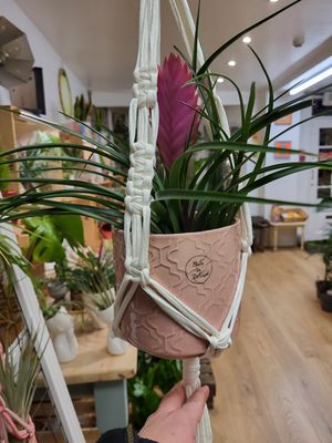 Accessories for Plants