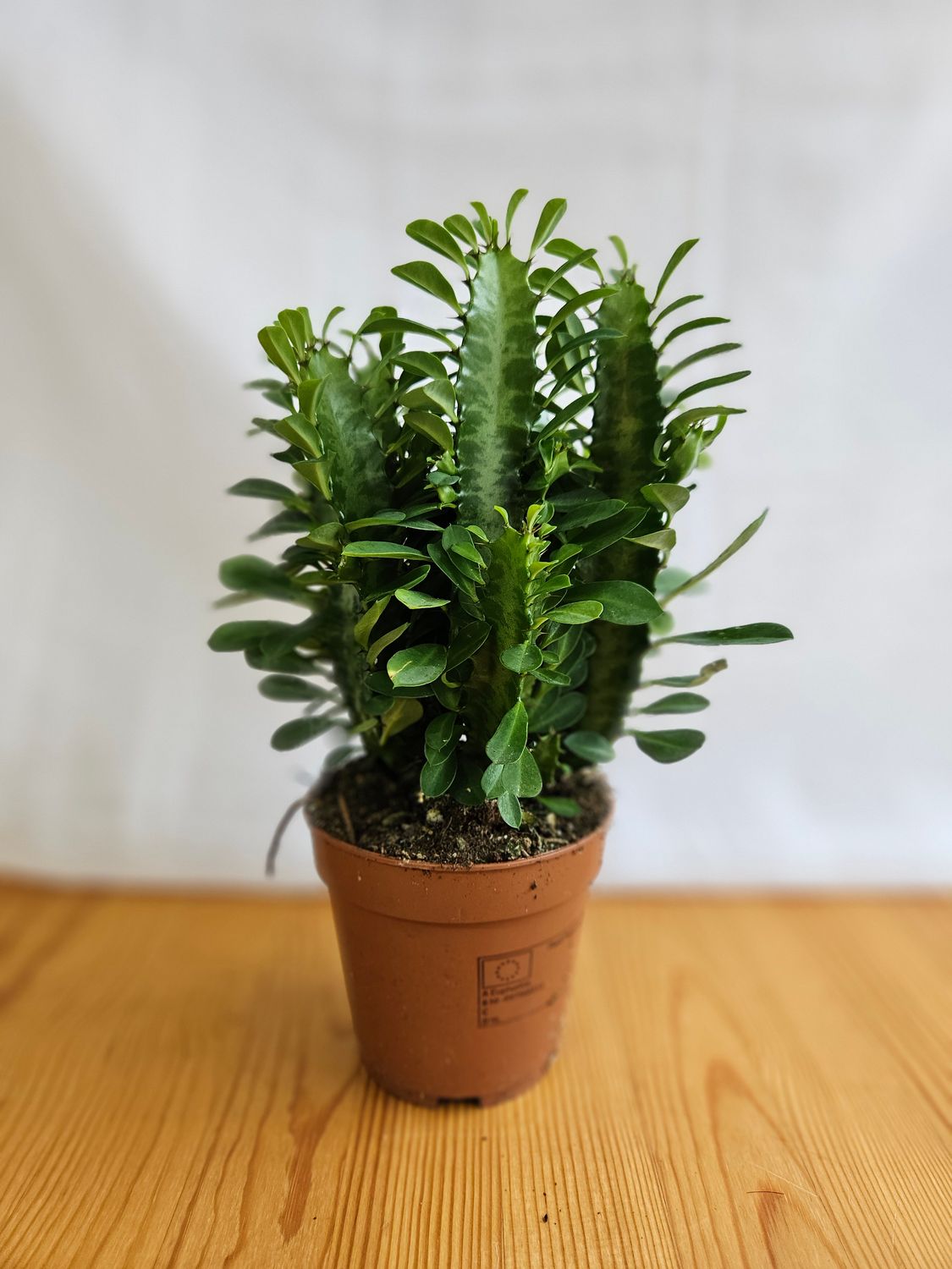 Euphorbia Trigona / African Milk tree