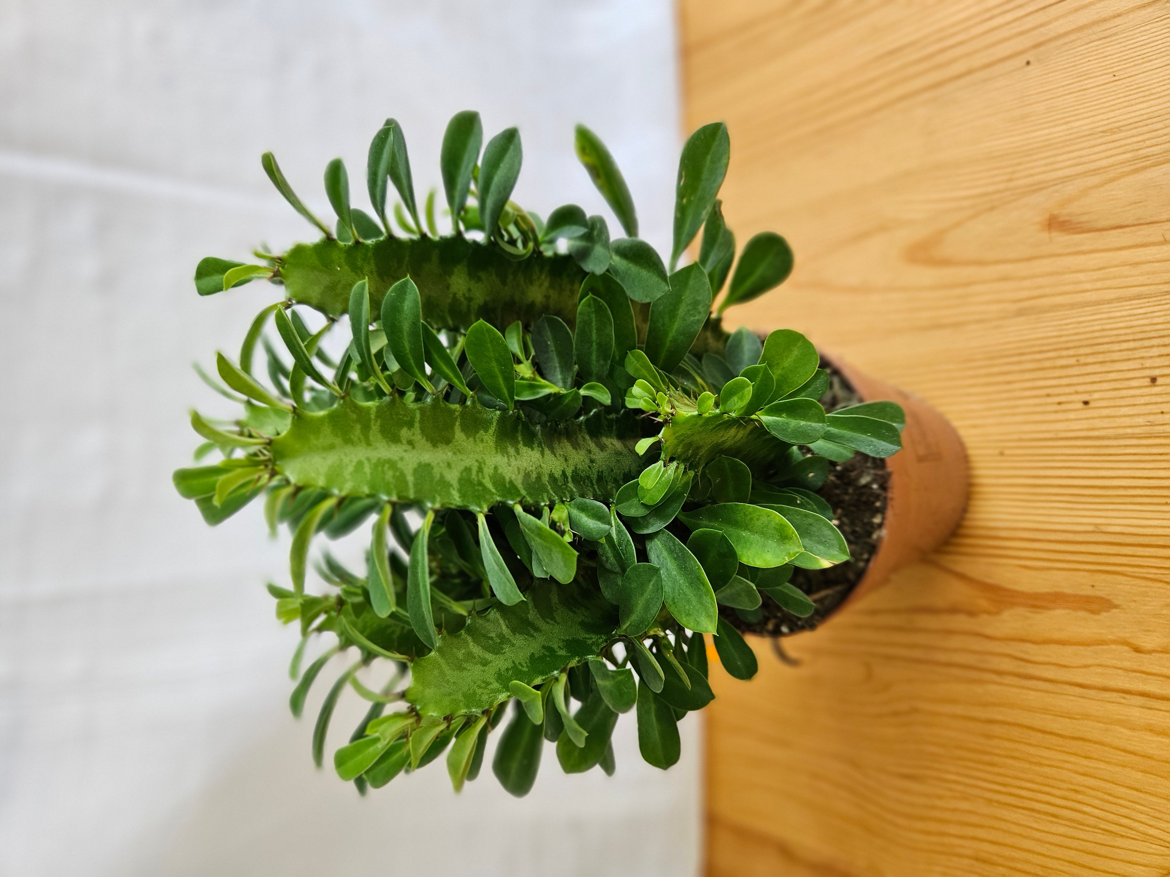 Euphorbia Trigona / African Milk tree