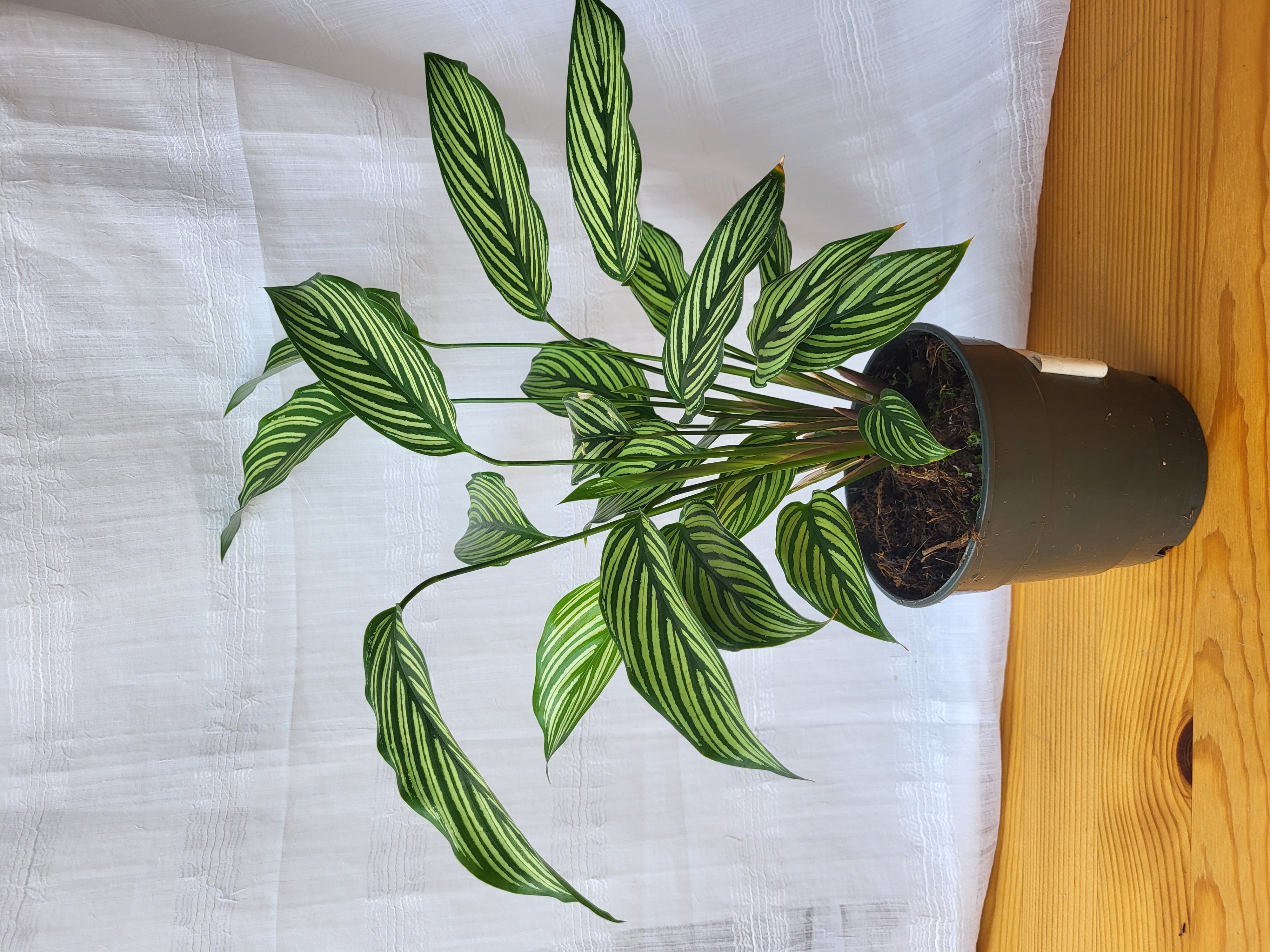 Calathea Vitata / Indoor plants / Houseplants