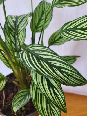 Calathea Vitata / Indoor plants / Houseplants