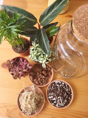 Tropical Terrarium Workshop / March Saturday 21st 2026 / Worcester