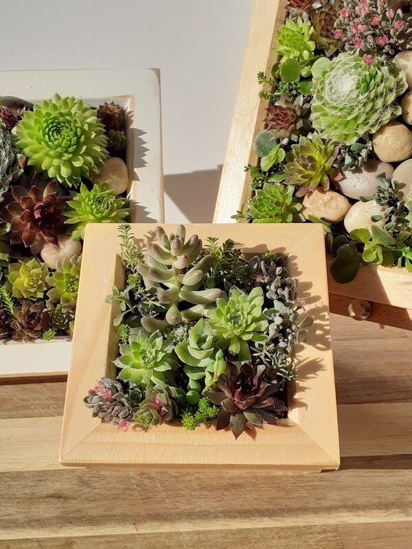 Living frame with Succulents - Small Living frame with Succulents - Small