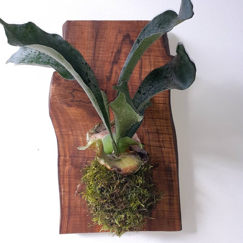 Mounted Fern on moss Mounted Fern on moss